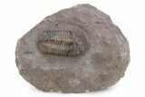 Top Quality Struveaspis Trilobite - Jorf, Morocco #341083-3